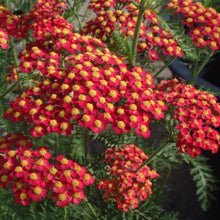 Load image into Gallery viewer, Achillea Paprika
