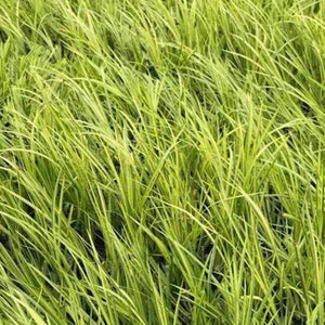 Acorus Ogon Plants